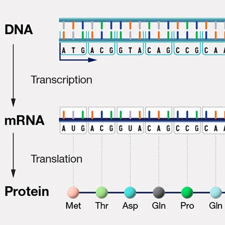 Biosemiotics and Language Discovery